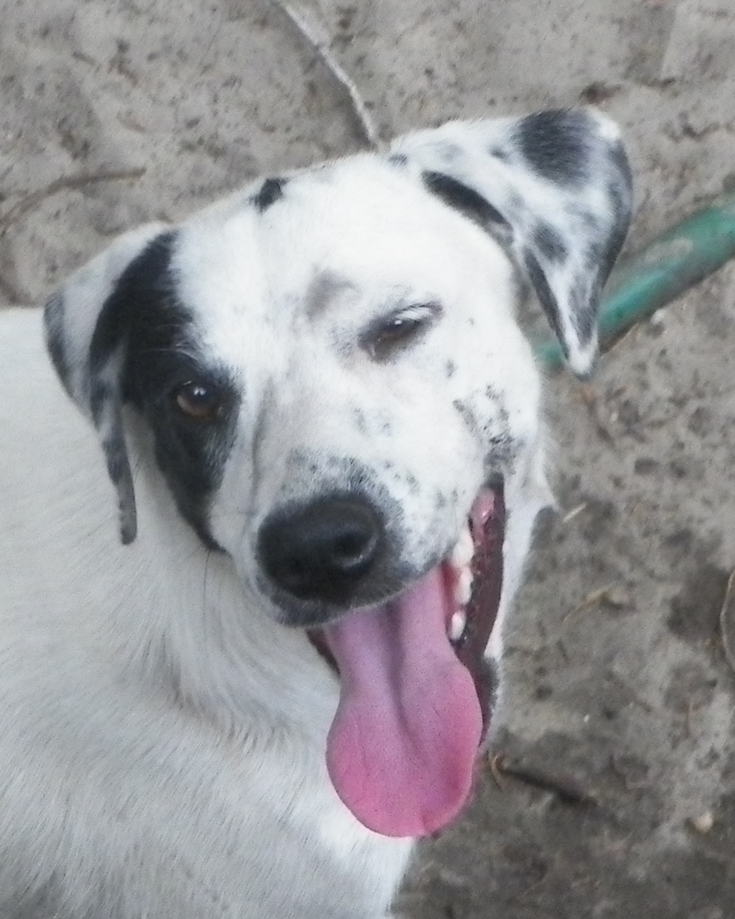 Young Female Border Collie Mix Needs a Home